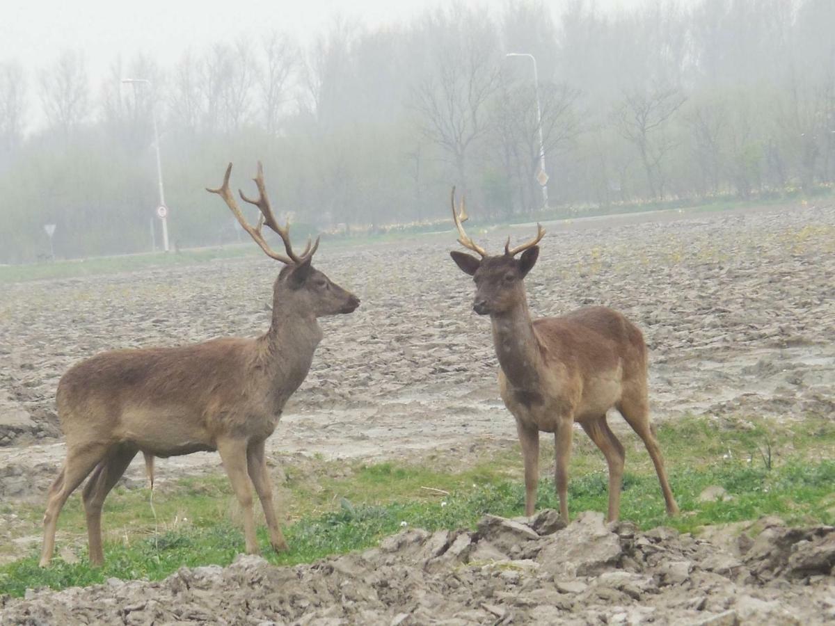 Tante Truus, een Torenhoeve appartement Nieuw-Haamstede Buitenkant foto